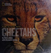 Face to face with cheetahs  Cover Image