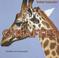 Go to record Giraffes