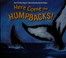 Go to record Here come the humpbacks!