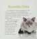 Go to record Burmilla cats